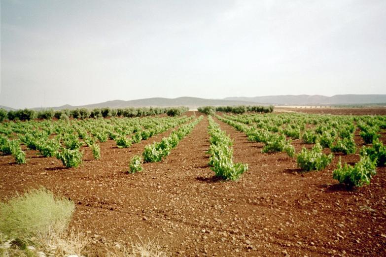 GRAPE FIELDS