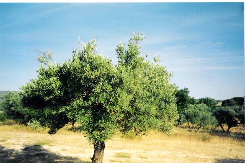 OLIVE TREE